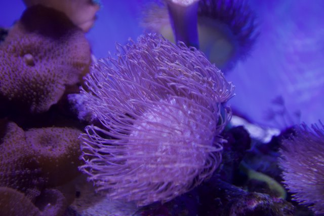 Purple Sea Anemone in Aquarium Display