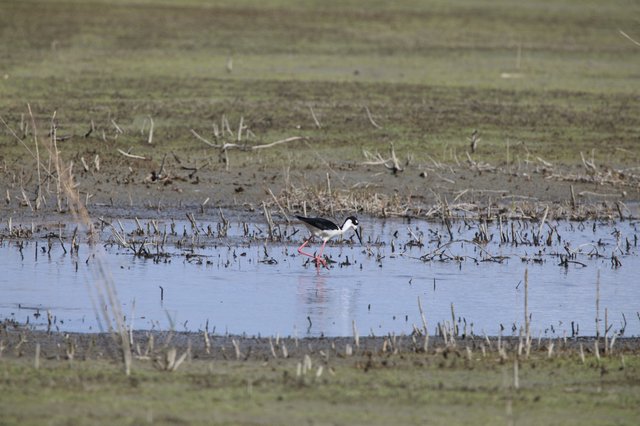 Black-necked Stilt Foraging in Flooded Agricultural Field
