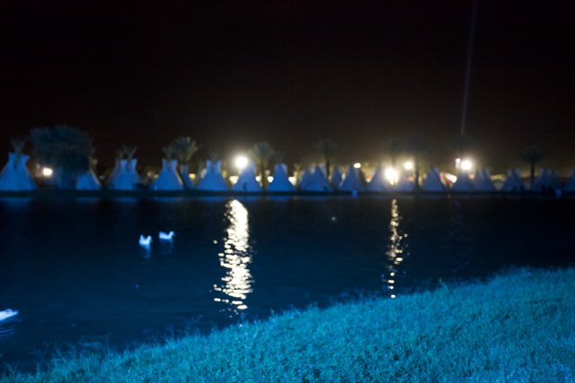 Swans and Lights on the Shore