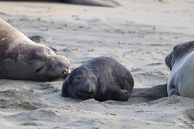 Elephant Seal Pup Resting Among Adults at Drakes Beach
