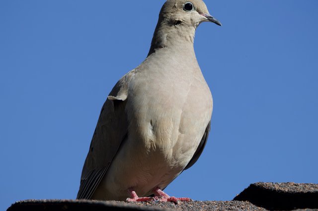 Eurasian Collared-Dove Portrait Against Clear Blue Sky