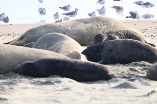 Elephant Seals Resting on Drakes Beach with Seabirds