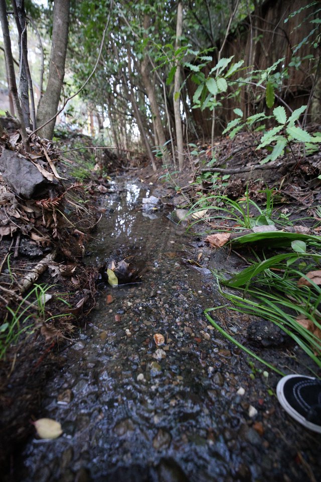 Shallow Forest Stream Winding Through Woodland