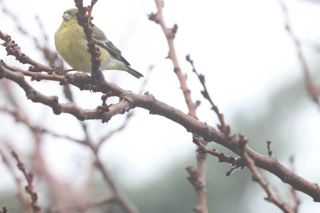 Yellow Finch Perched on Winter Branch