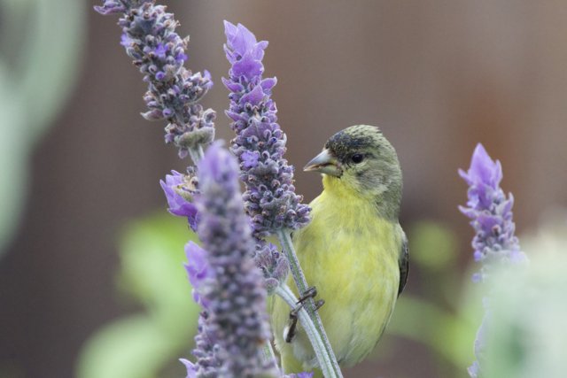 Serenity in Lavender