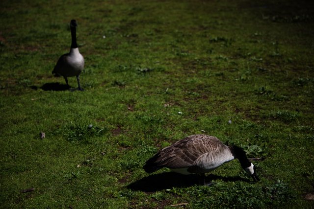 Geese Gathering at Marin Headlands