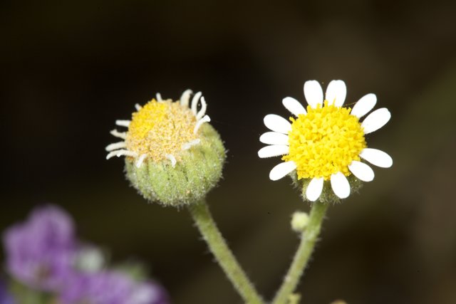 Twin Daisy Blooms