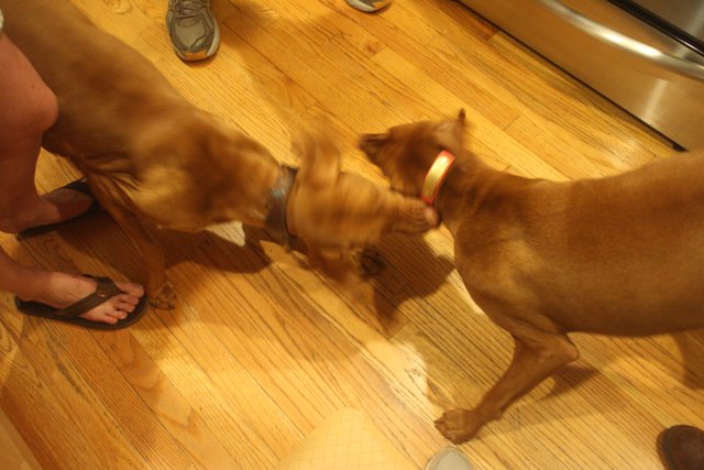Canine Combat on Hardwood Flooring
