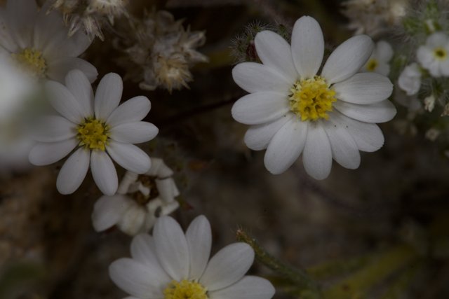 White Daisy-Like Flowers with Yellow Centers