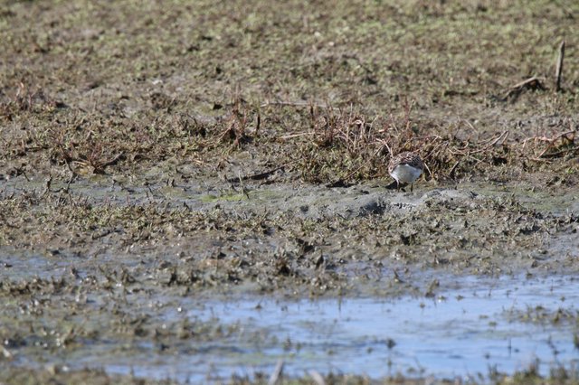 Least Sandpiper Foraging in Mudflat Wetlands