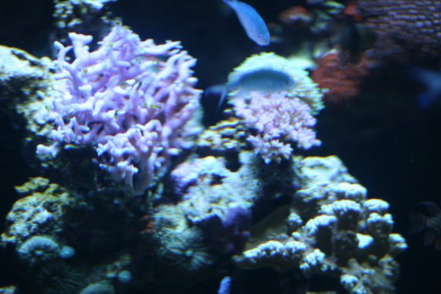 Diverse Sea Life at the Coral Reef