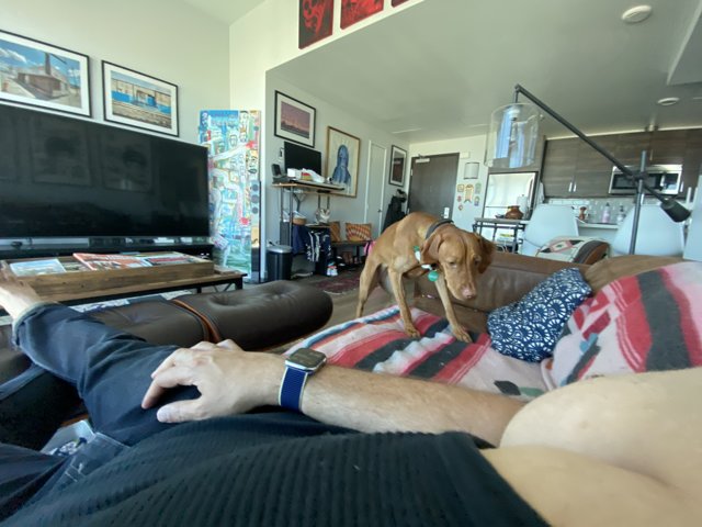 Relaxing with the Pup and Technology