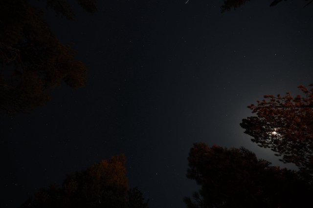 Moonlit Starry Sky Over Forest at Mt. Lassen