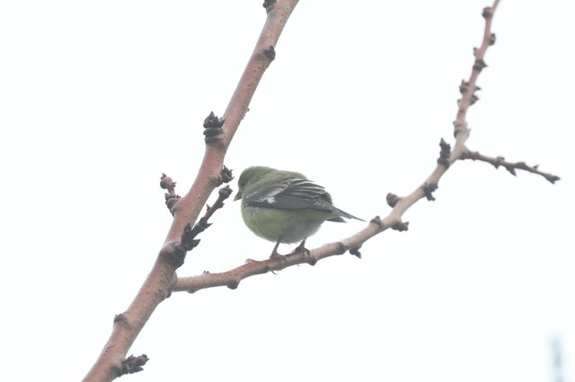 Small Warbler Perched on Bare Winter Branch