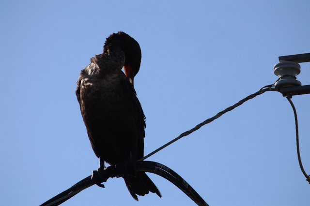 Silhouetted Cormorant Preening on Wire at Dusk