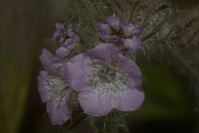 Purple Geranium Flower with White Spots