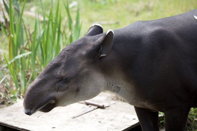 Majestic Tapir at SF Zoo