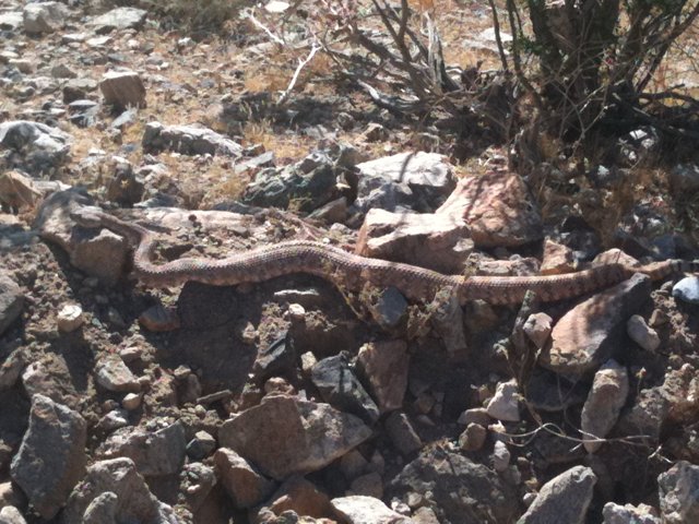 Desert Reptile Resting
