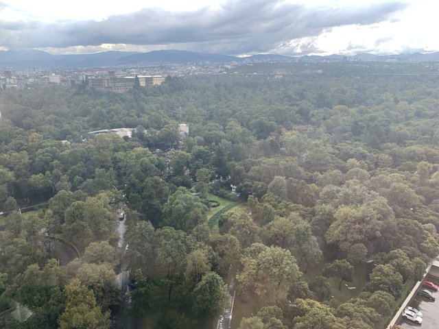 Aerial View of Forest Landscape