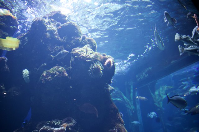Underwater Wonderland: Aquarium Exploration in 2023