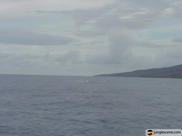 Whale in the Pacific