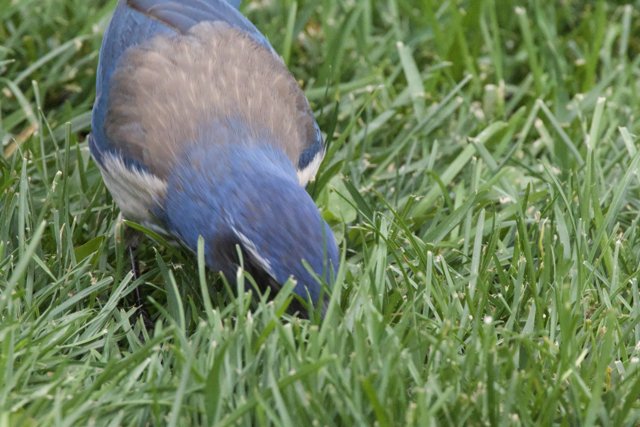 Afternoon Forage