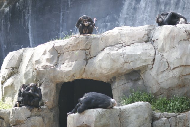 Life among the Rocks: A Group of Monkeys at the Zoo