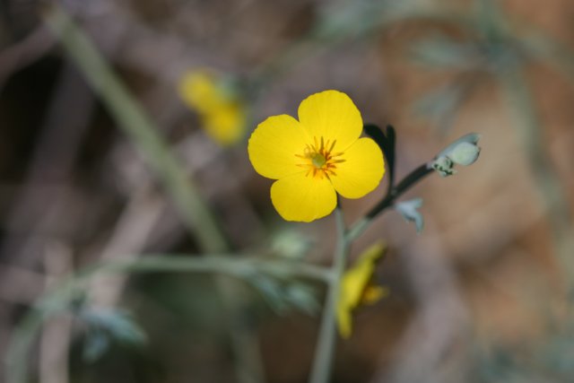 Lone Yellow Geranium