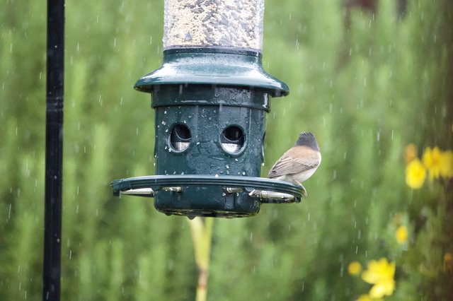 Bird Taking Shelter at Feeder During Rain