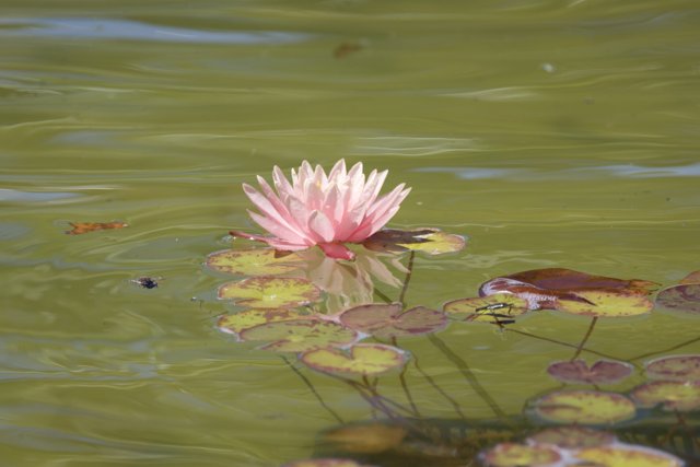 Serenity in Bloom