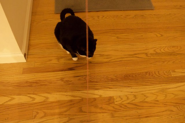 Black Cat with Curled Tail on Hardwood Floor