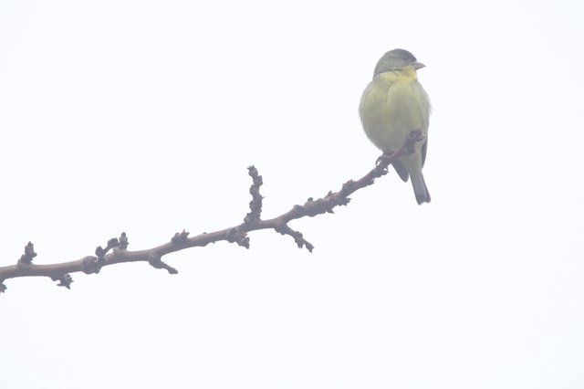 Yellow and Gray Bird Perched on Winter Branch
