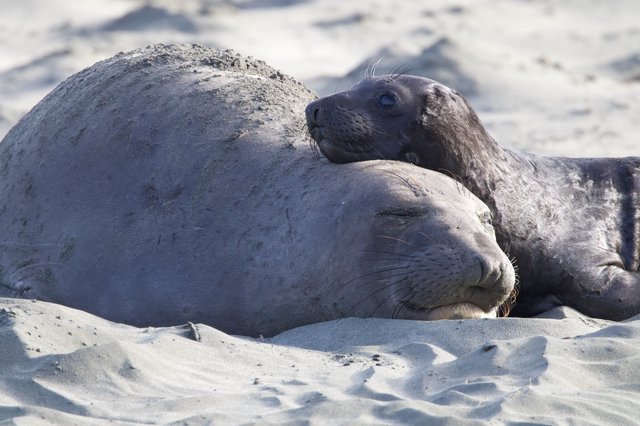 Elephant Seal Pup Resting on Sandy Beach