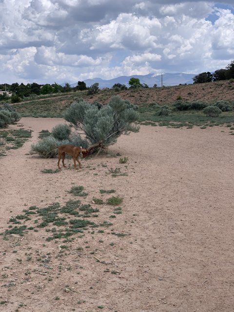Lone Impala in the Santa Fe Wilderness
