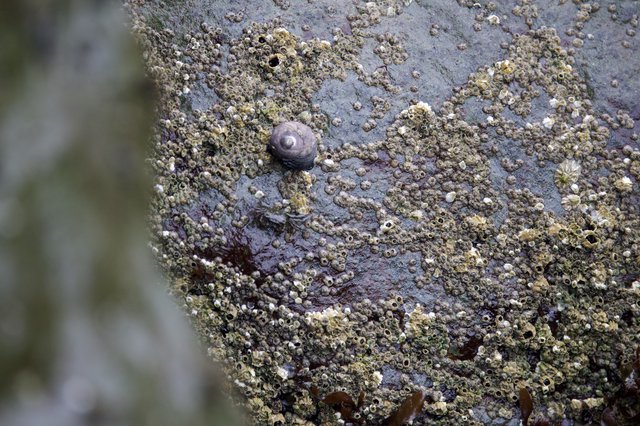 Lone Snail Among Barnacle-Covered Intertidal Rock