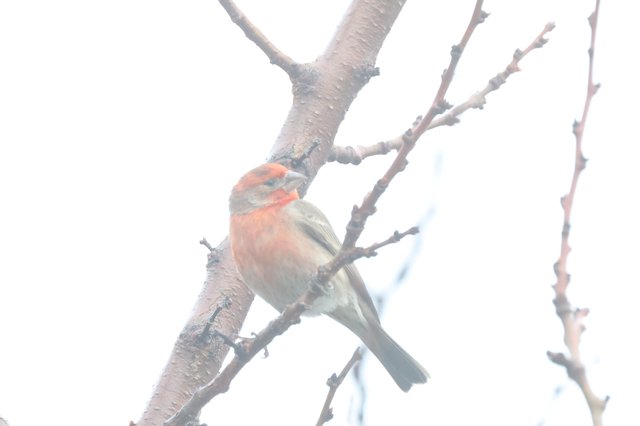 Male House Finch Perched on Winter Branch