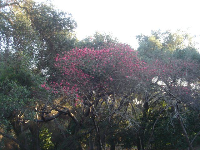 A Pink Blossoming Tree in the Heart of Nature