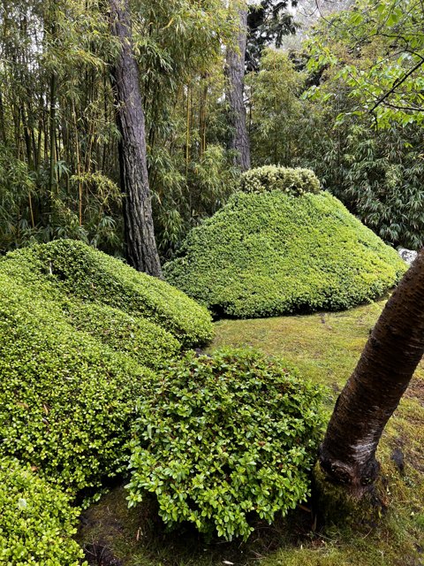 Verdant Growth in the Japanese Tea Garden