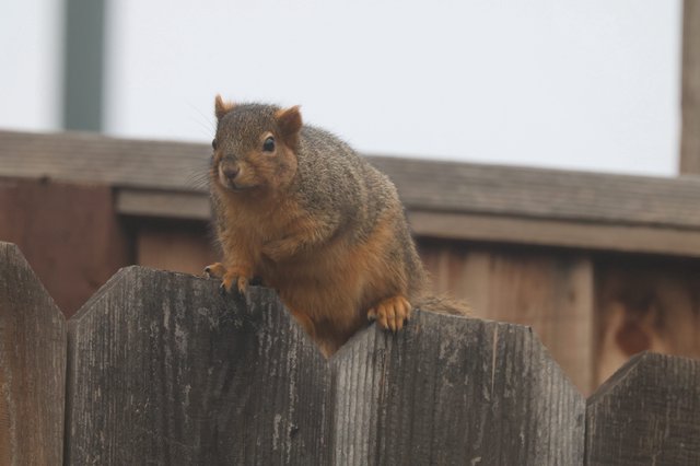 Curious Fox Squirrel Perched on Weathered Wooden Fence