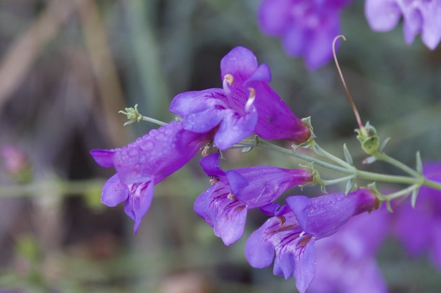Purple Penstemon Blooms Glistening After Rain