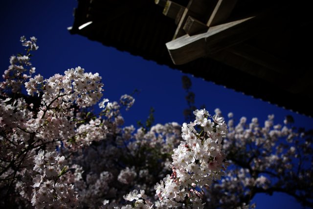 Cherry Blossoms in the Japanese Tea Garden