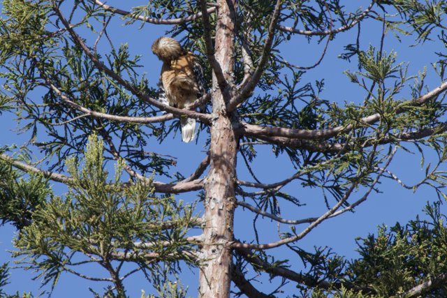 Perched Majesty