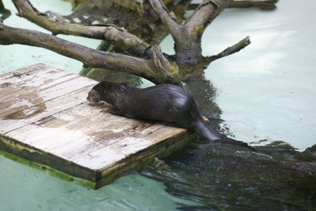 Otter Oasis
