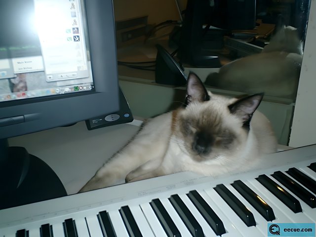 The Musical Cat