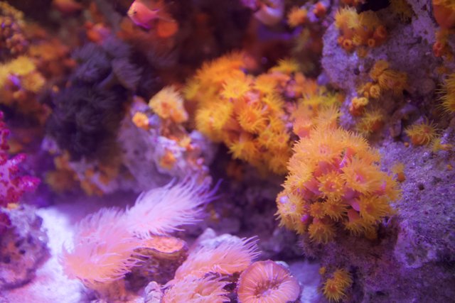 A Colorful Coral and Anemone Reef