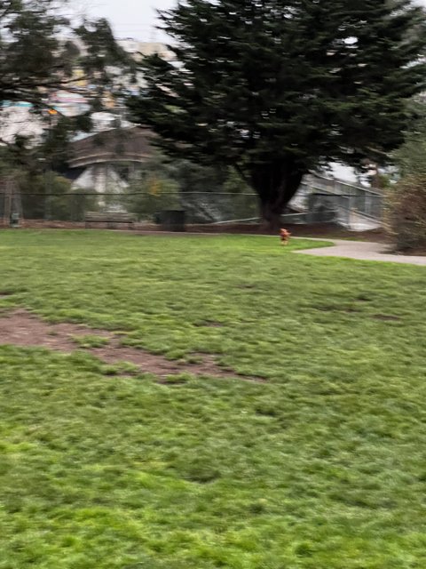 Frisbee Fun in the Park