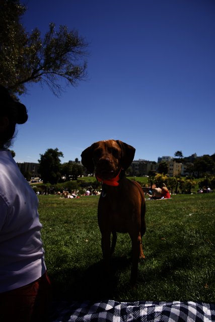Summer Day at Delores Park: Canine Companion