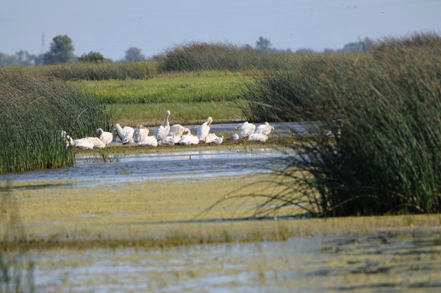 White Pelicans Resting in Yolo Bypass Wetlands