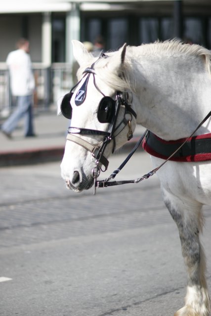 Andalusian Stallion in Commanding Harness