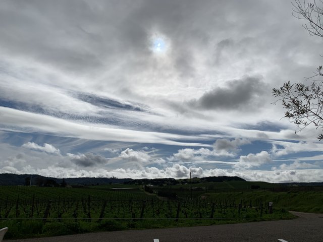 Cloudscape over Vineyards